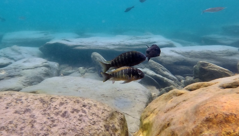 Tropheus sp. 'limespot' Mabilibili Bay